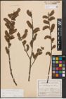 Foto von Salix cinerea L.